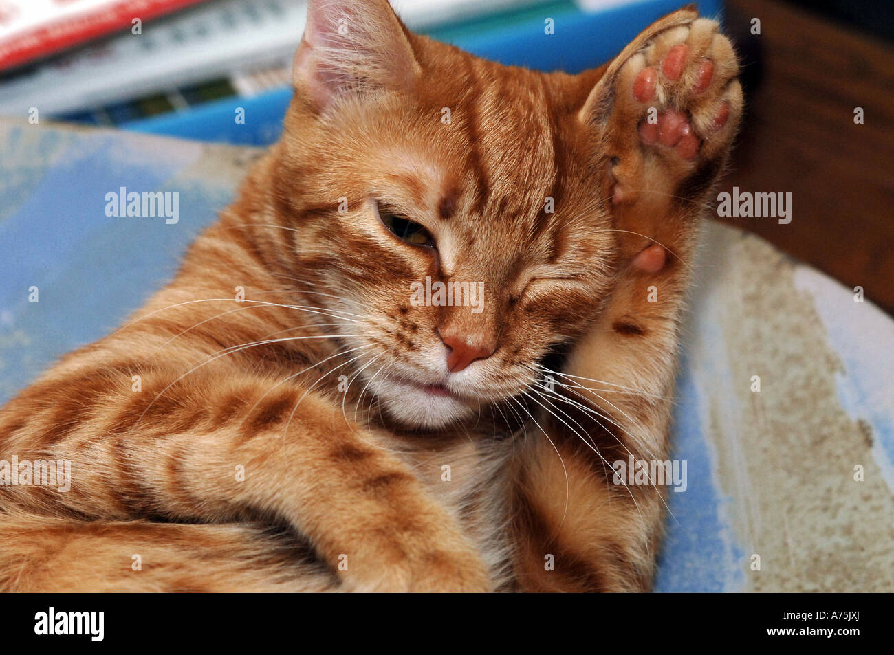 Hypoallergenic cat  bred by Allerca Stock Photo Alamy