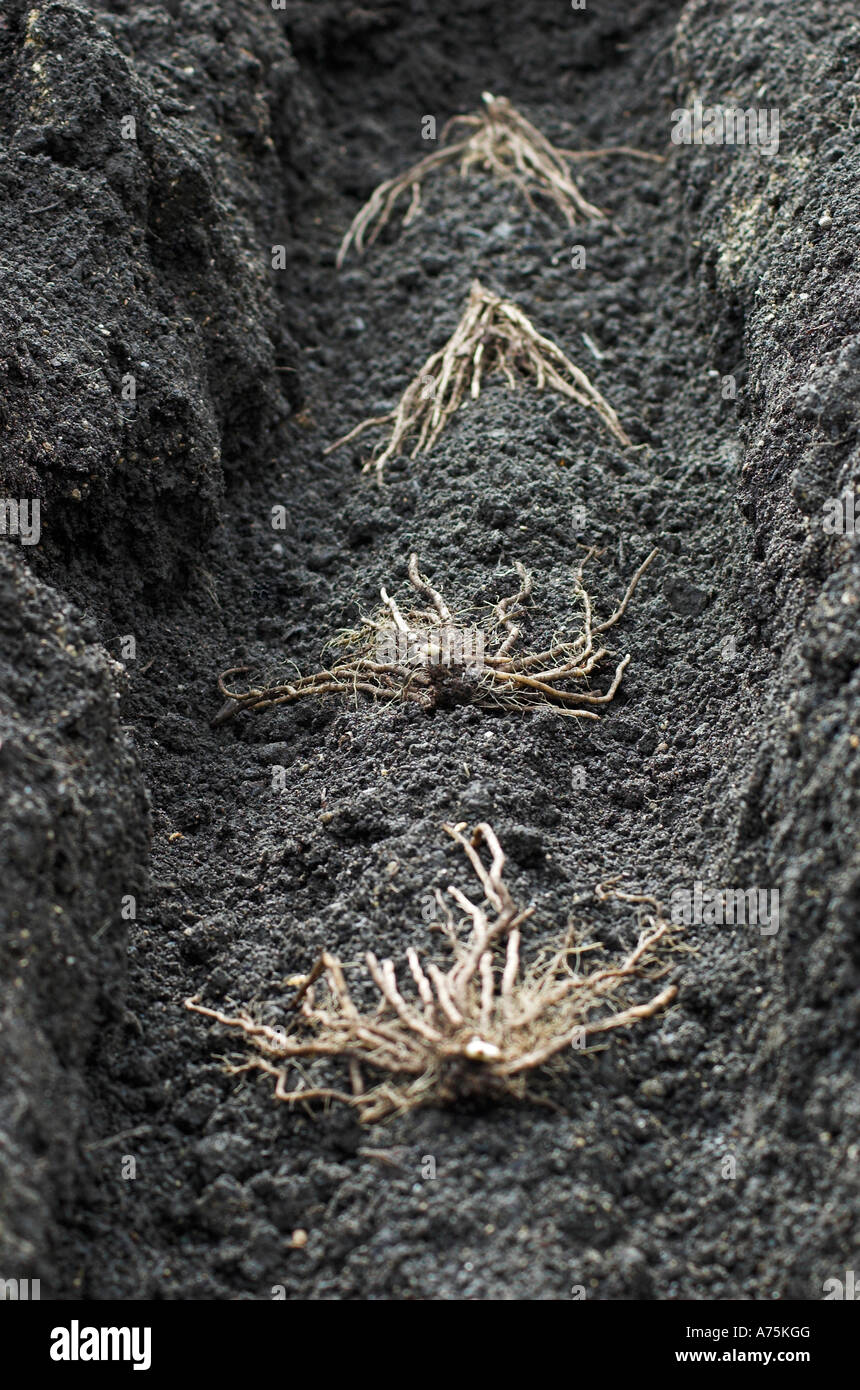 Asparagus crowns hires stock photography and images Alamy