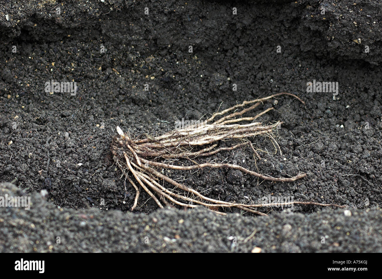 Asparagus crowns hires stock photography and images Alamy