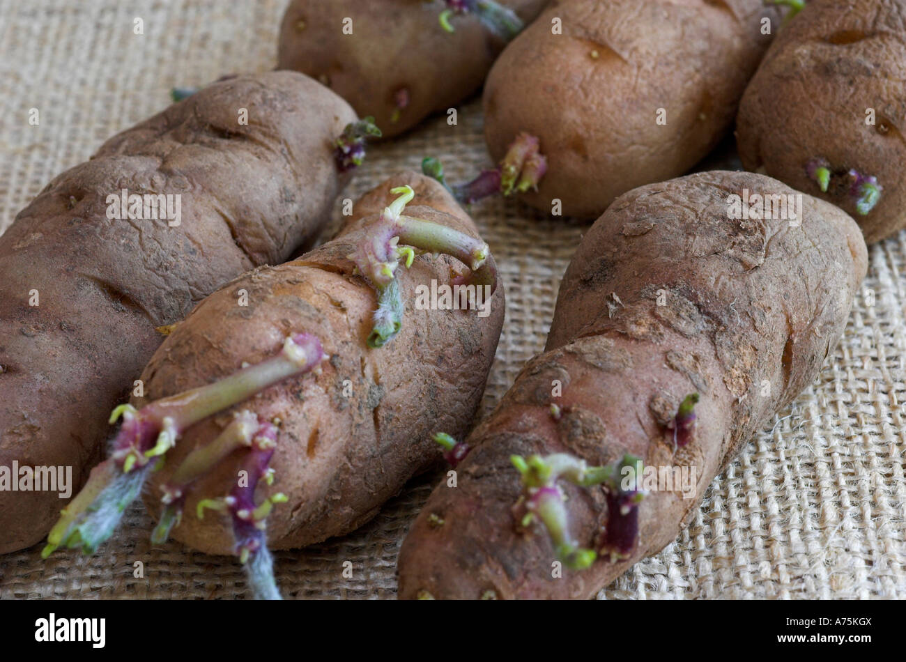 Second early Anya seed potatoes chitting. Stock Photo