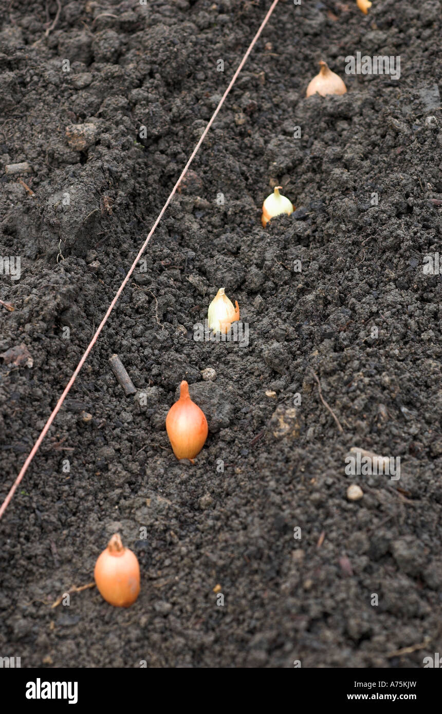 A gardener plants a row of onion sets in an allotment garden Stock