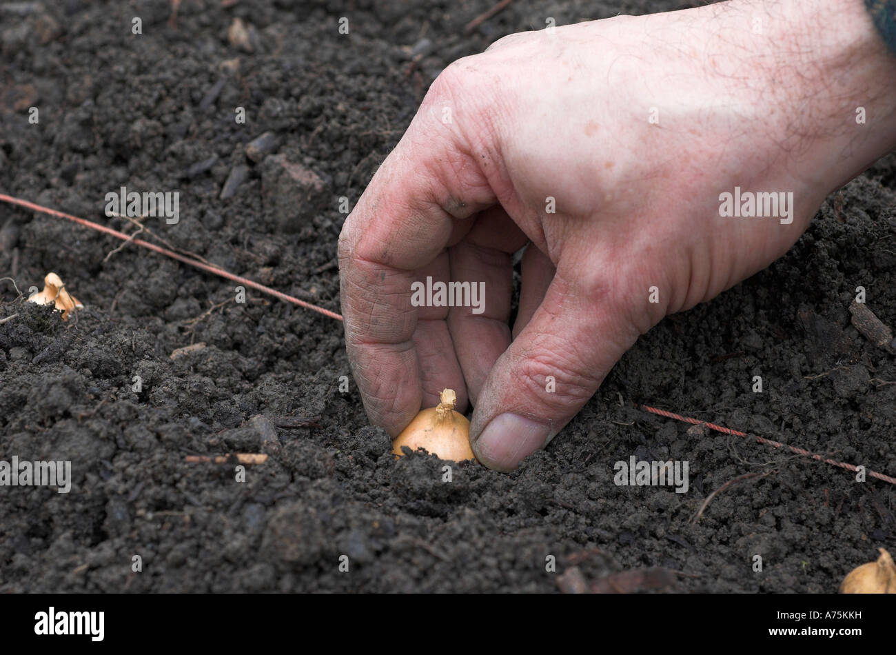 A gardener plants a row of onion sets in an allotment garden Stock Photo