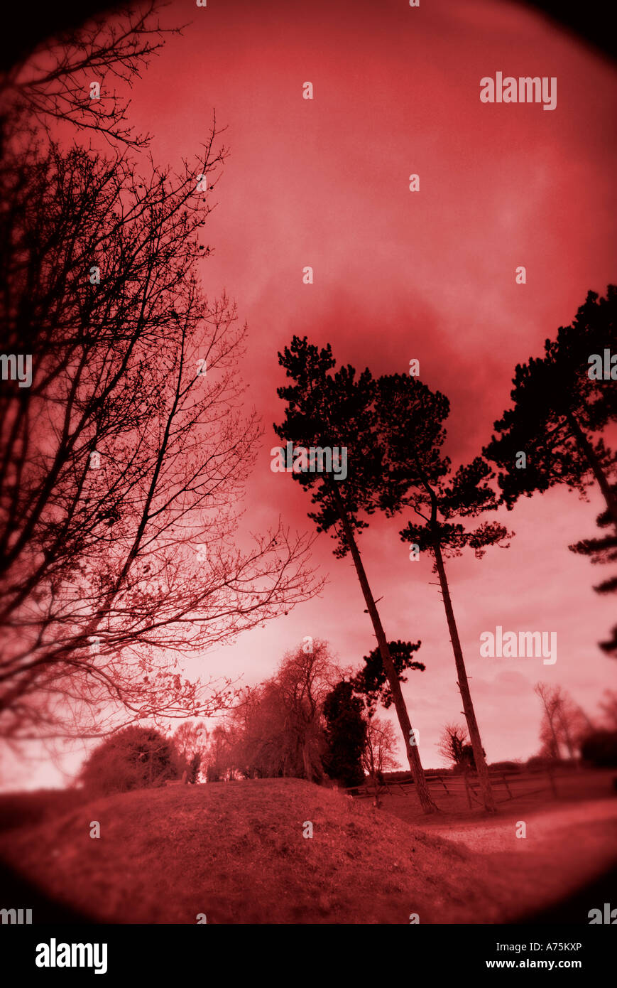 red sky and trees Stock Photo - Alamy