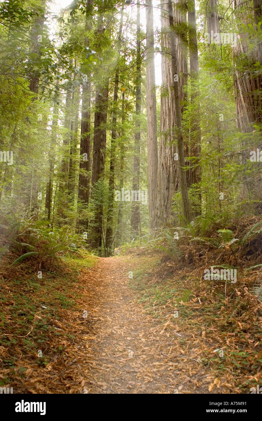 Redwood Trees California Stock Photo Alamy
