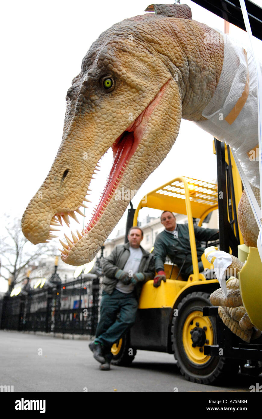 A forklift truckdriver and work mate pause before moving an animatronic Baryonix dinosaur into the Natural History Museum South Stock Photo