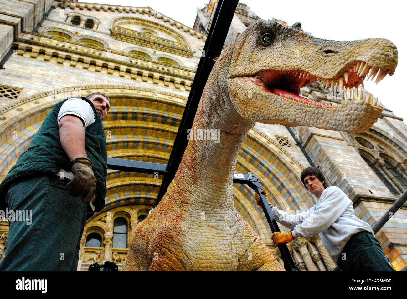 An animatronic Baryonix dinosaur is moved into the Natural History Museum by workers, South Kensington, London, England. April 2 Stock Photo