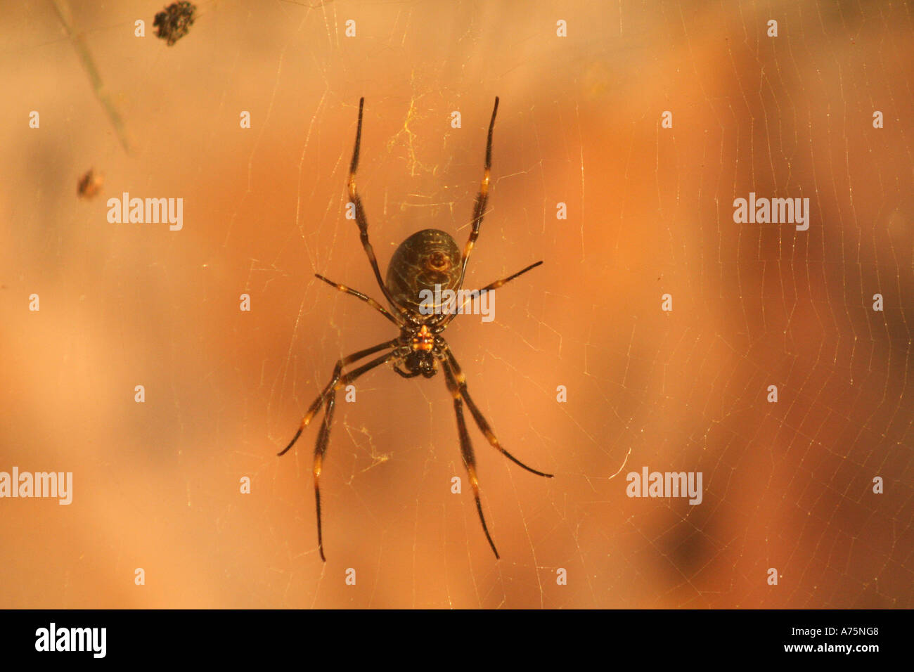 Australian Garden Orb Weaver Spider Eriophora Transmarina Stock