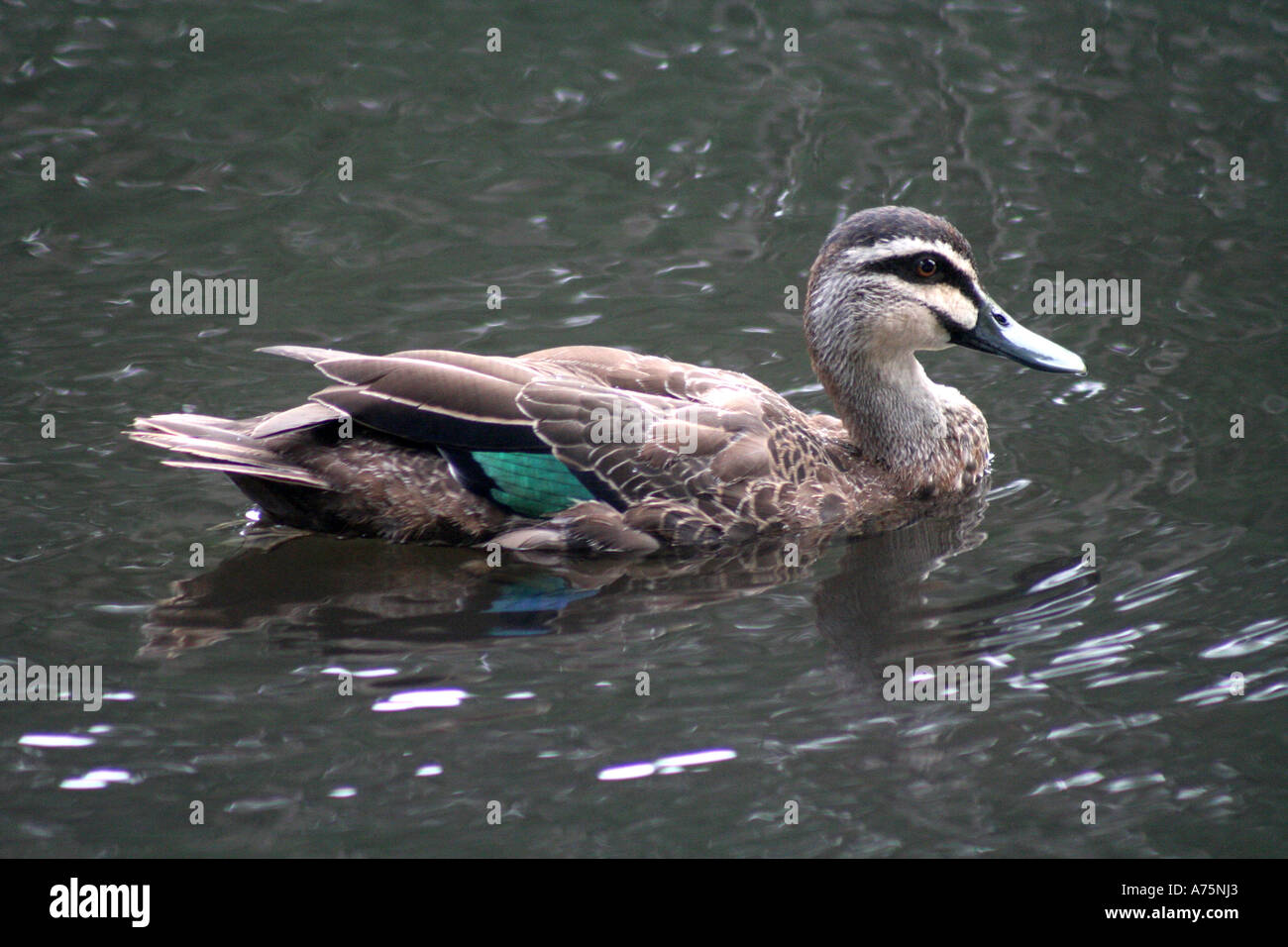Pacific black duck Australia Stock Photo Alamy