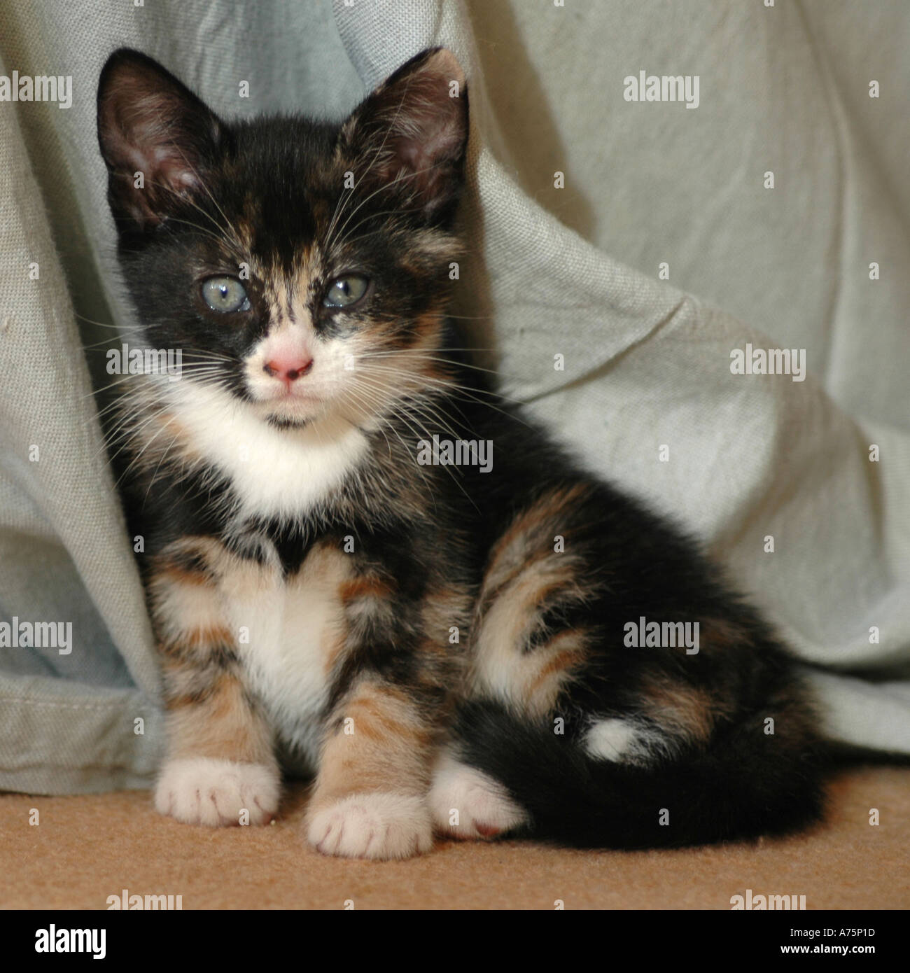 Kitten aged 7 weeks Stock Photo