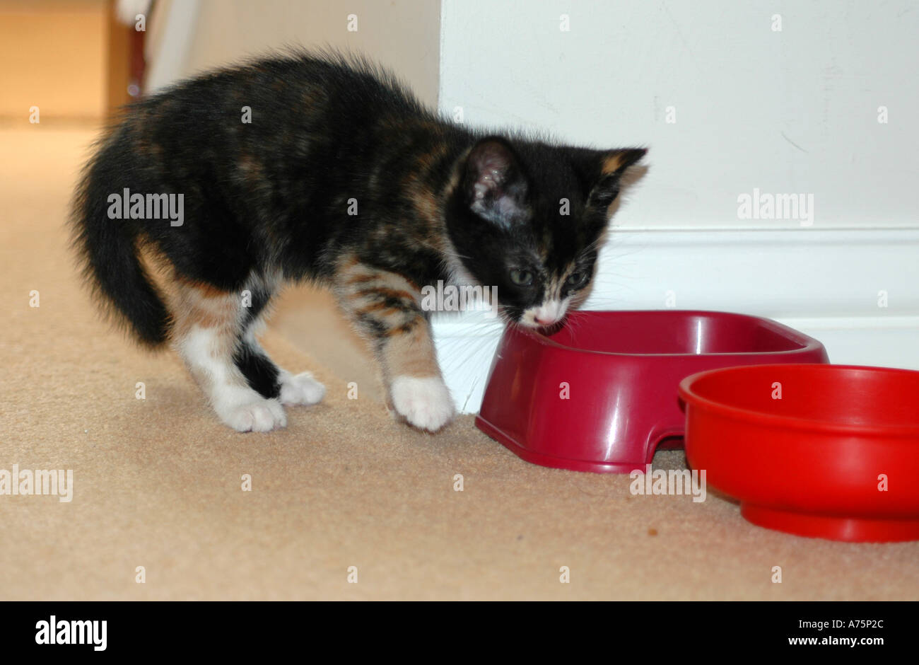 Kitten aged 7 weeks Stock Photo