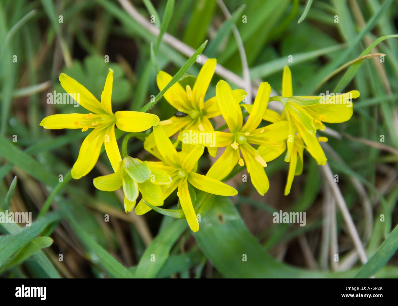 Yellow Star of Bethlehem flowers blooming Gagea lutea Stock Photo