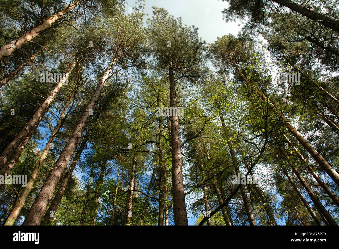 Tall Trees Looking Up to sky Stock Photo - Alamy