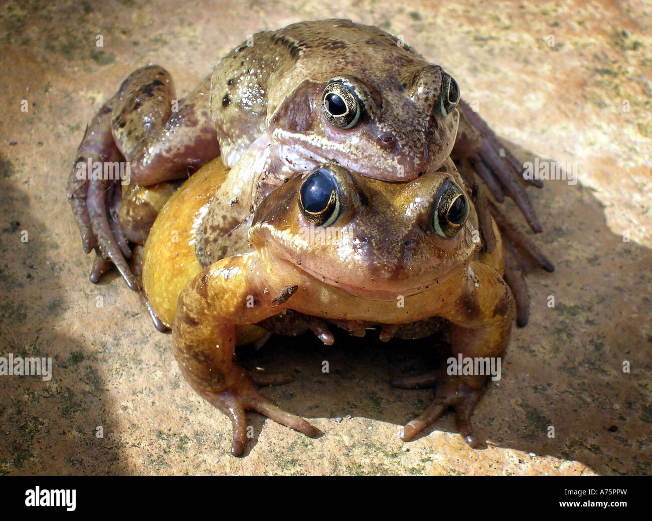 TWO NATIVE BRITISH FROGS IN A MATING POSITION RE SPRINGTIME SPRING REPRODUCTION TADPOLES BREEDING WILDLIFE GARDEN FROG SPAWN UK Stock Photo