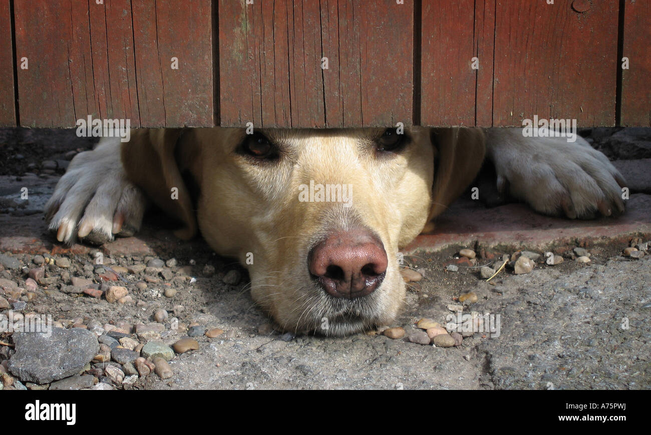 A LABRADOR DOG STICKING HIS NOSE UNDER A GATE. RE PET OWNERS OWNERSHIP FOOD COSTS ETC UK Stock Photo