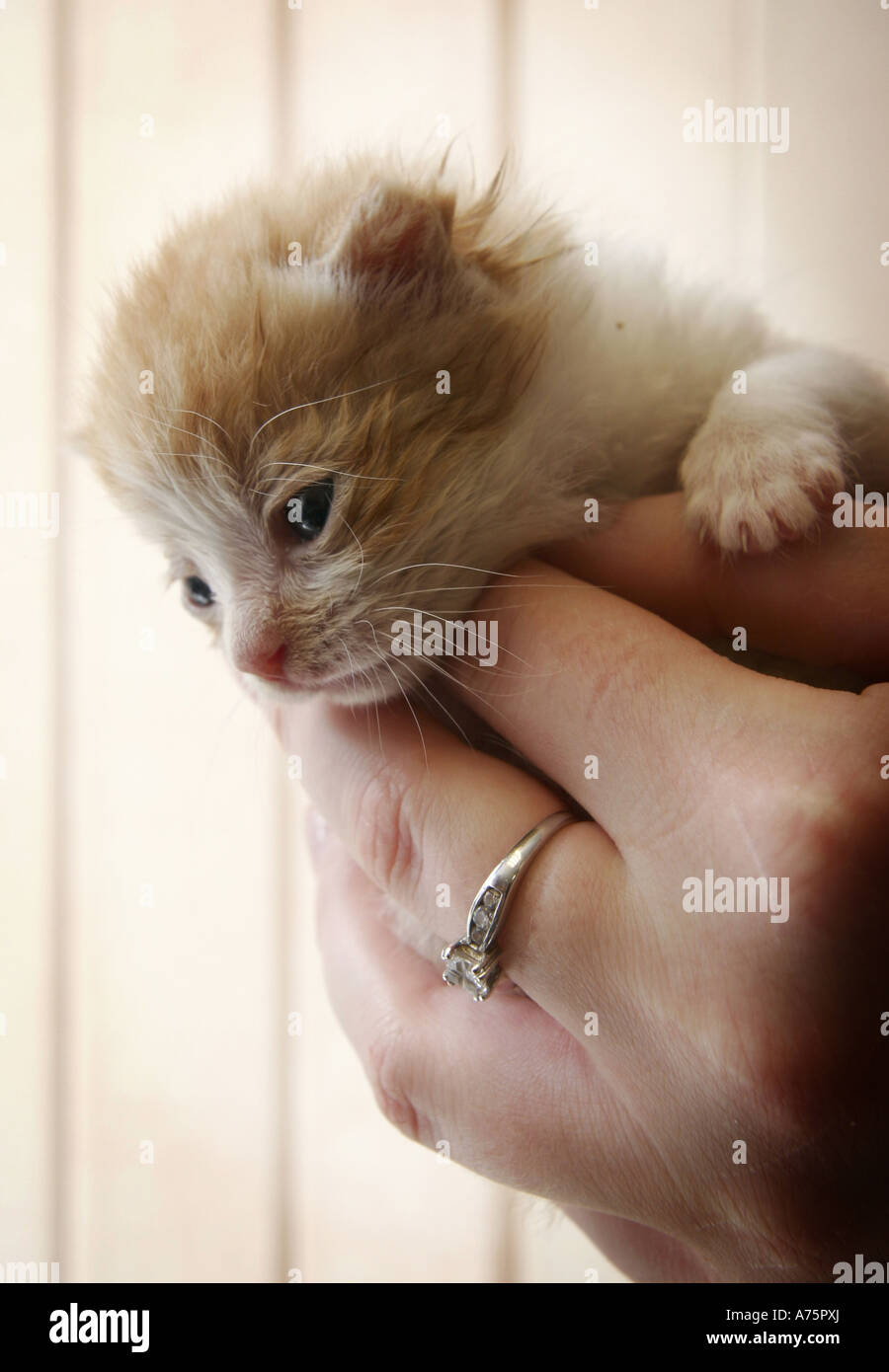GINGER KITTEN BEING HELD IN WOMANS HAND UK Stock Photo