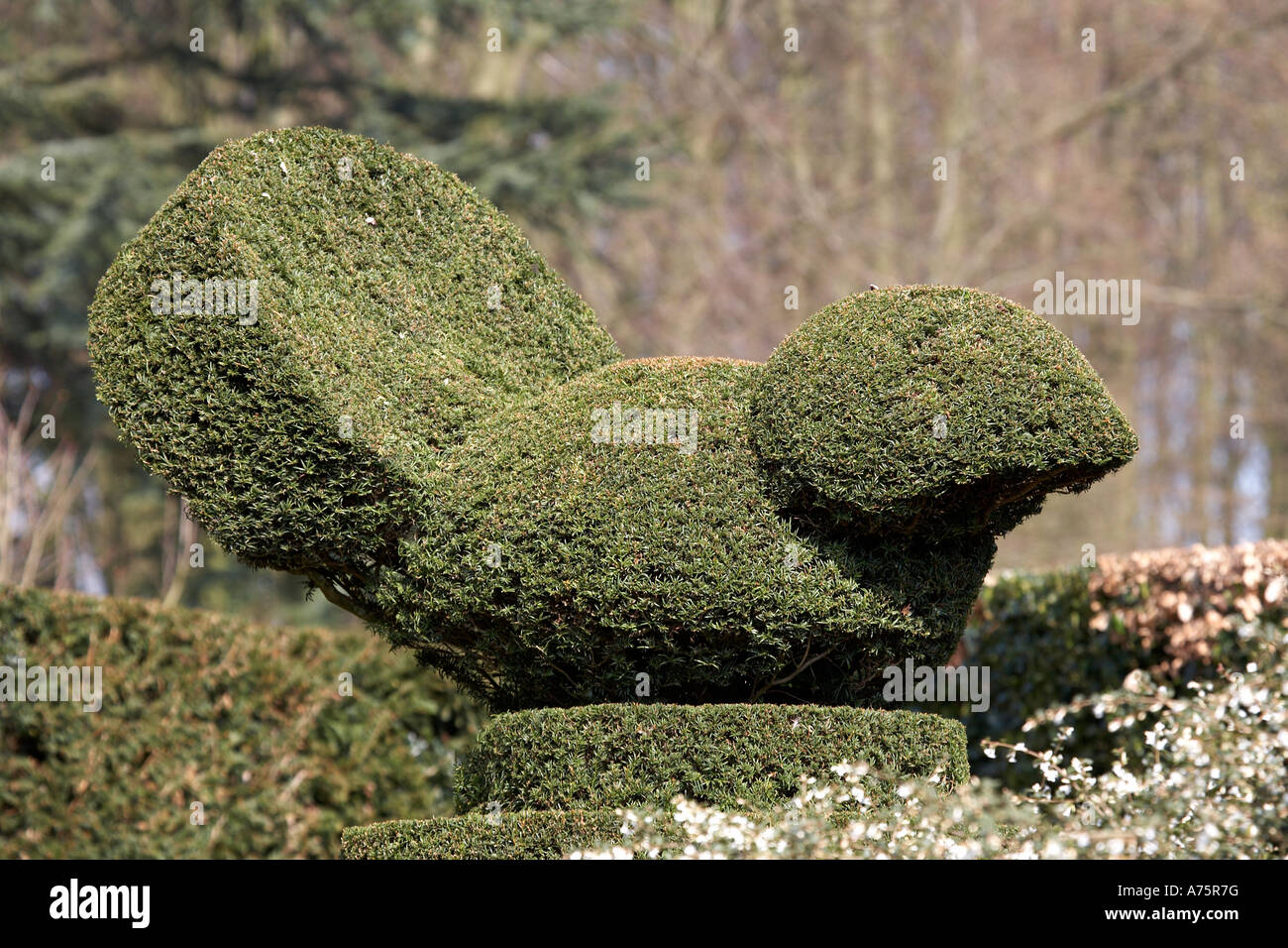 Topiary example a bird shaped from hedging in an English garden uk Stock Photo