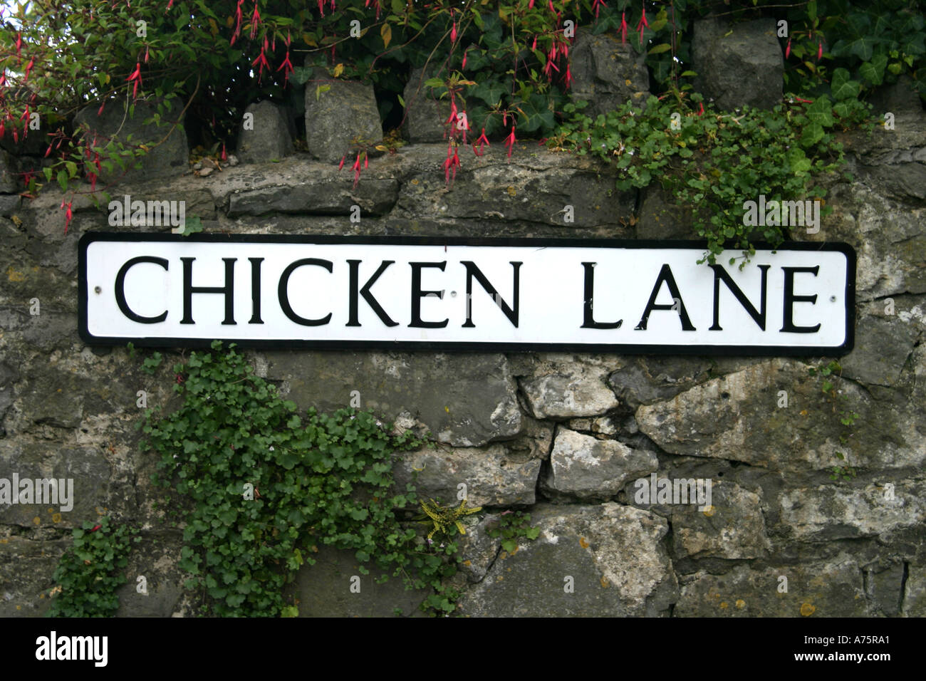 Chicken Lane cheddar somerset england Stock Photo Alamy