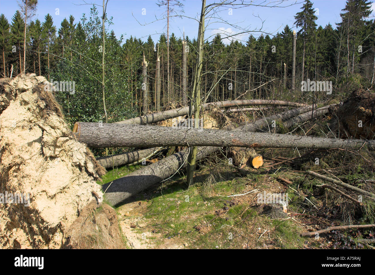 Fallen trees uprooted during gale force winds in the Oberberg Region of North-Rhine Westfalia, Germany Stock Photo