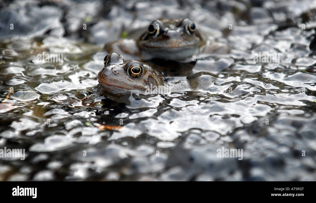 BRITISH NATIVE FROGS MATING IN FROGSPAWN RE REPRODUCTION SPRINGTIME SPRING ANIMALS GARDEN POND WILDLIFE WARM WEATHER TOADS UK Stock Photo