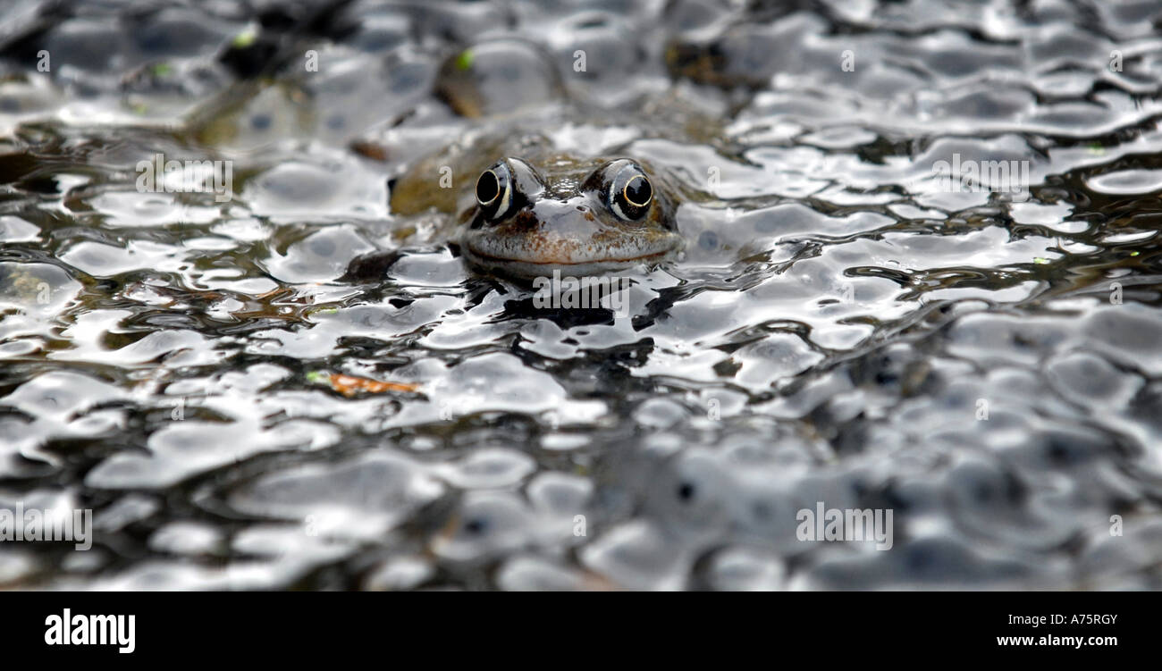 A British frog looking out of frogspawn in a British pond.uk Stock Photo