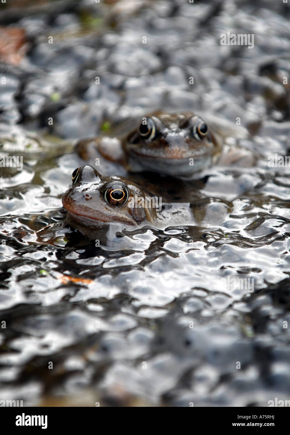 BRITISH MATING FROGS IN FROGSPAWN RE SPRINGTIME SPRING WILDLIFE ANIMALS MATING TADPOLES GARDEN POND WEATHER CLIMATE WARM UK Stock Photo