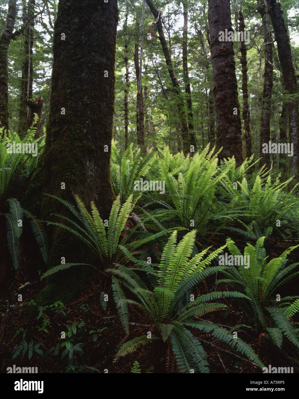 Nz Tree Fern On Island High Resolution Stock Photography and Images - Alamy