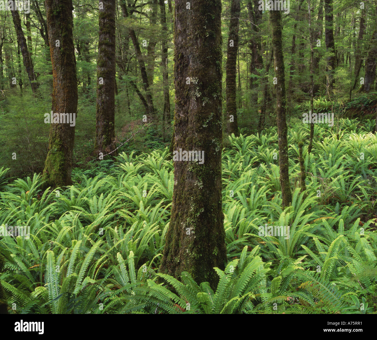Nz tree fern on island hi-res stock photography and images - Alamy