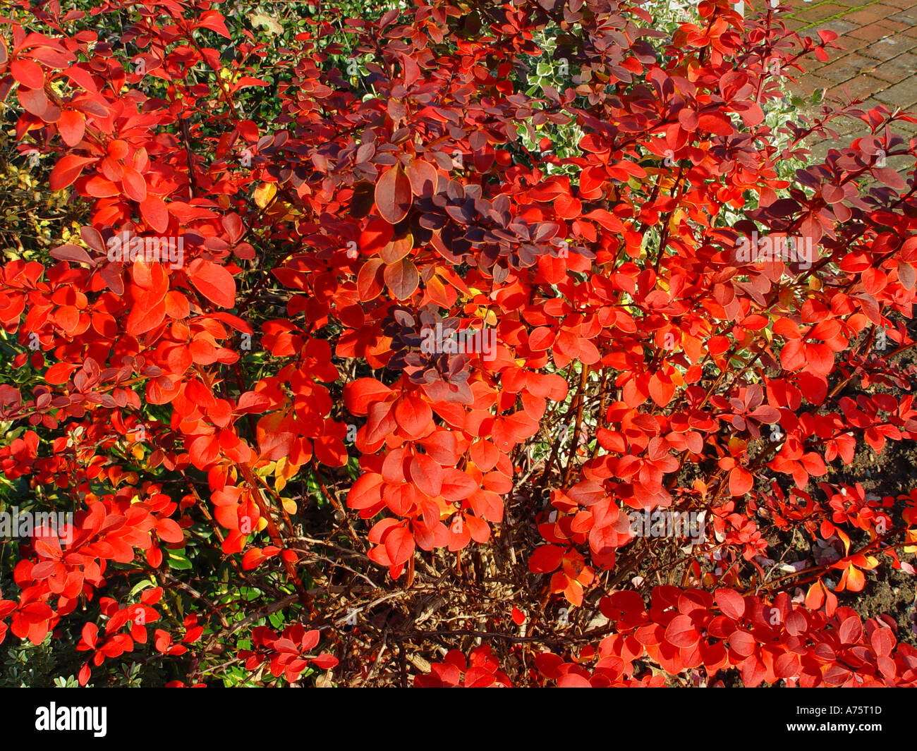 Berberis ottawensis superba in autumn fall foliage Stock Photo