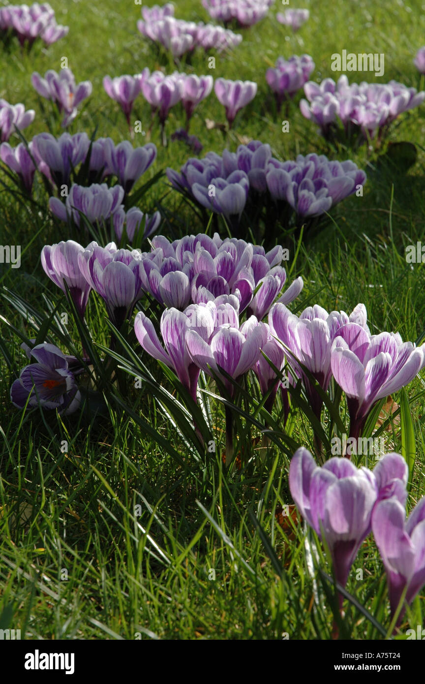 Crocus naturalised in lawn grass Shades of blue Naturalised crocuses Stock Photo