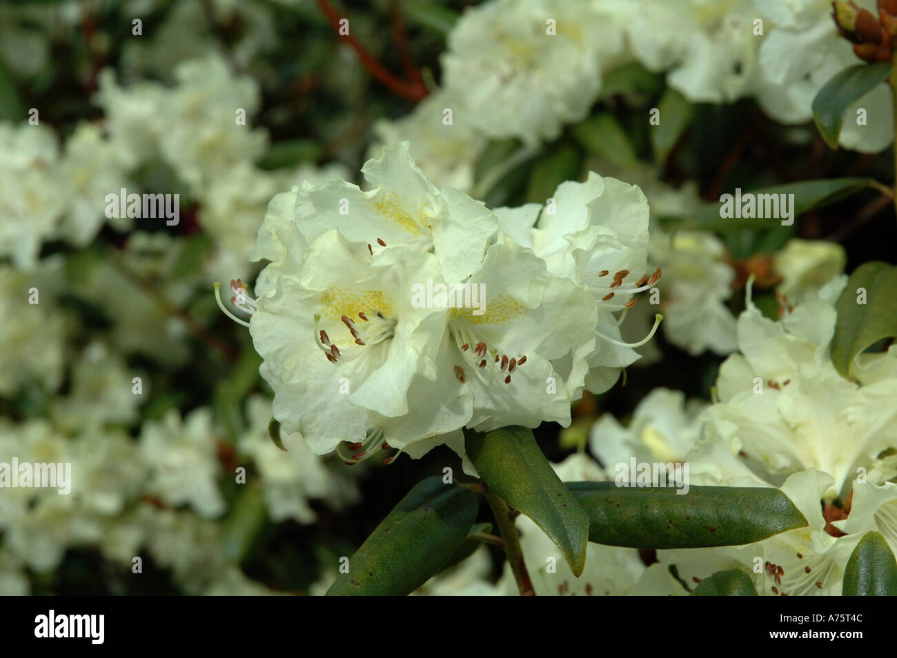 Rhododendron Bo Peep Stock Photo
