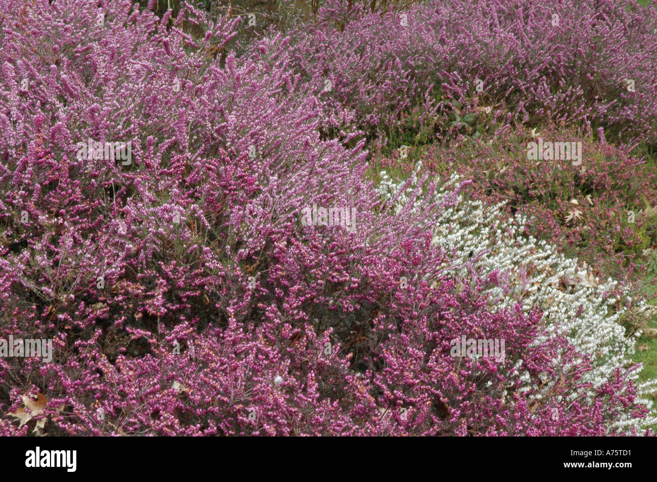 9cm Pot Heather Erica Carnea Lohses Ruby Winter Flowering Low Growing Ground Cover Ruby Red Flowers