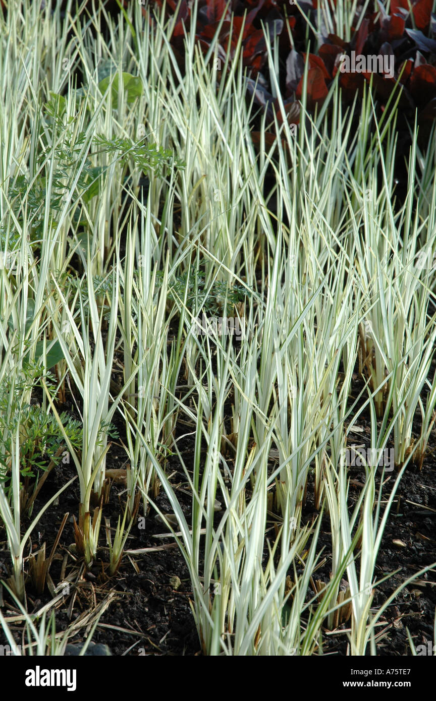 beluga linsen saatgut Beluga Linsen Sprossensamen & Microgreens – Bio Sprossen selber ziehen –  sprossensamen