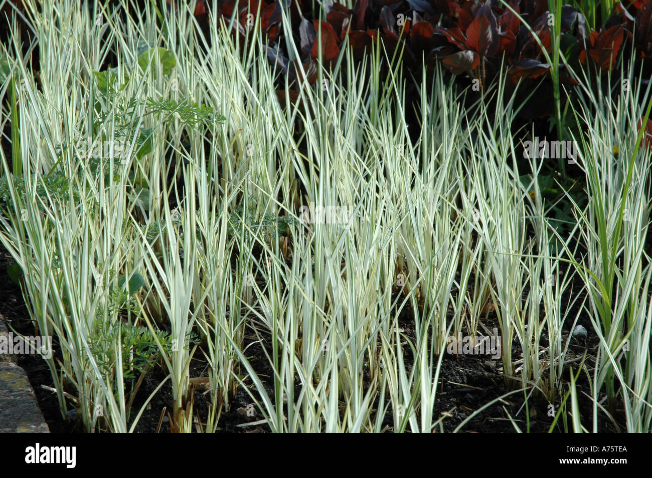 Carex riparia variegata Variegated Ornamental Garden Grass Stock Photo