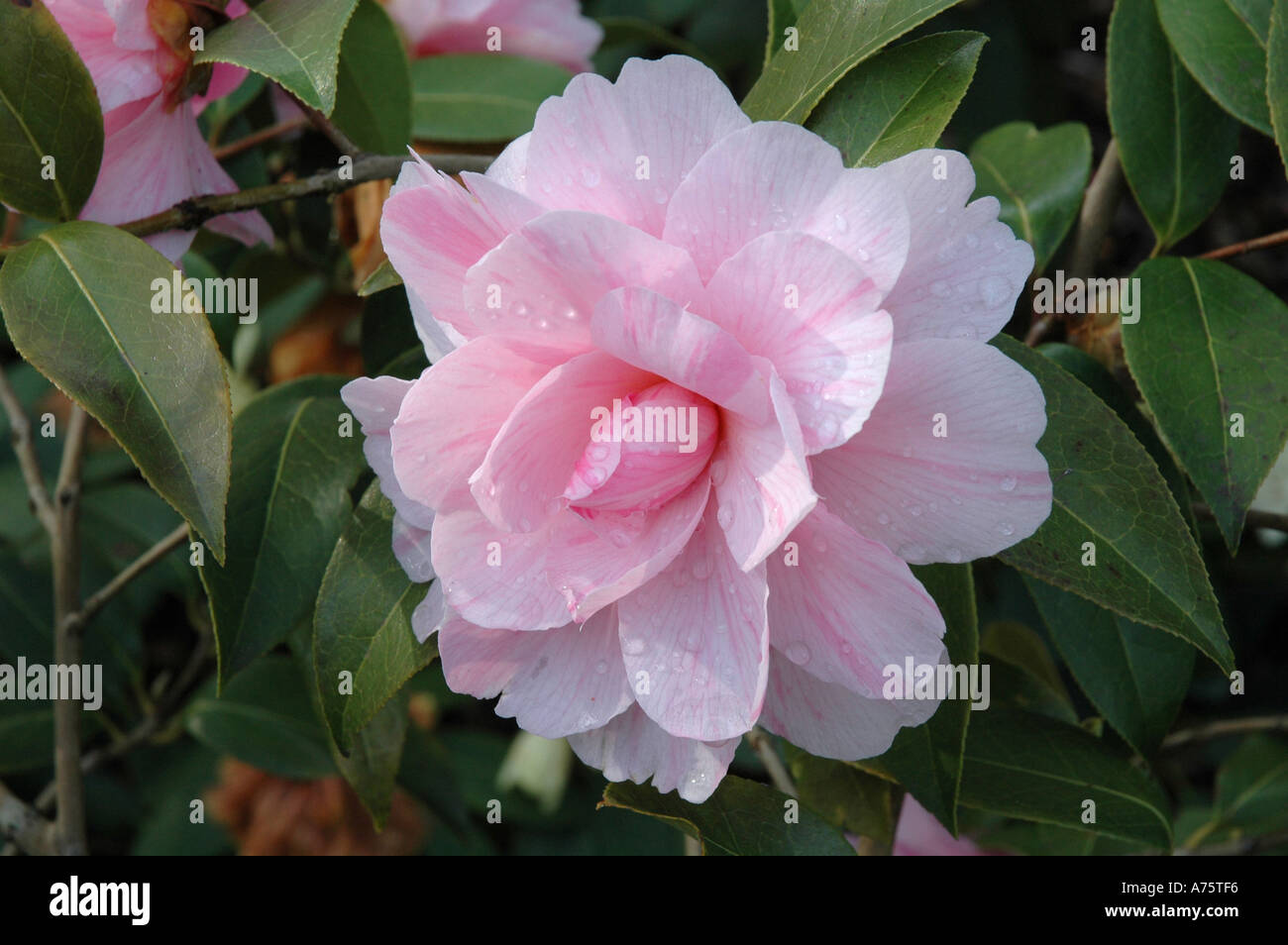 Camellia x williamsii Galaxie Stock Photo
