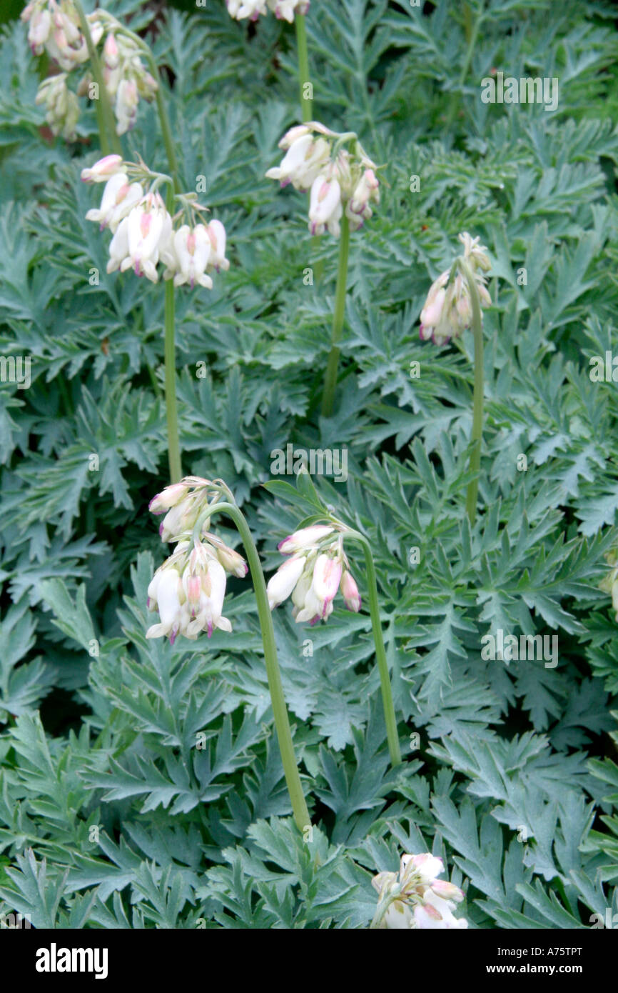 Dicentra Langtrees is a useful herbaceous ground covering plant for