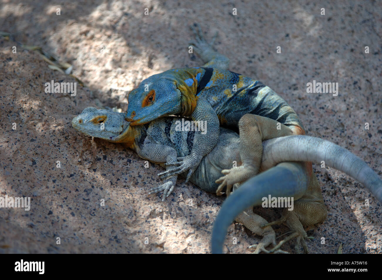 Blue Rock Lizards mating Arizona USA captive Stock Photo Alamy