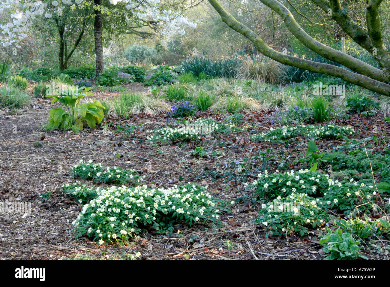 Holbrook Garden April 11 with wood anemones and lungworts Stock Photo