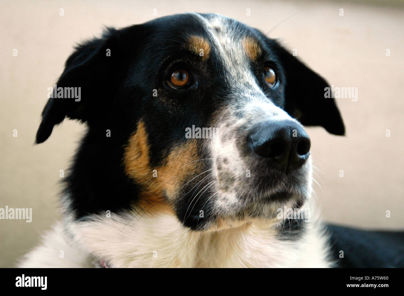 A mixed breed dog Stock Photo