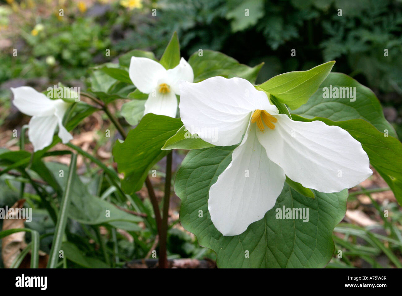 Trillium grandiflorum April 12 Stock Photo