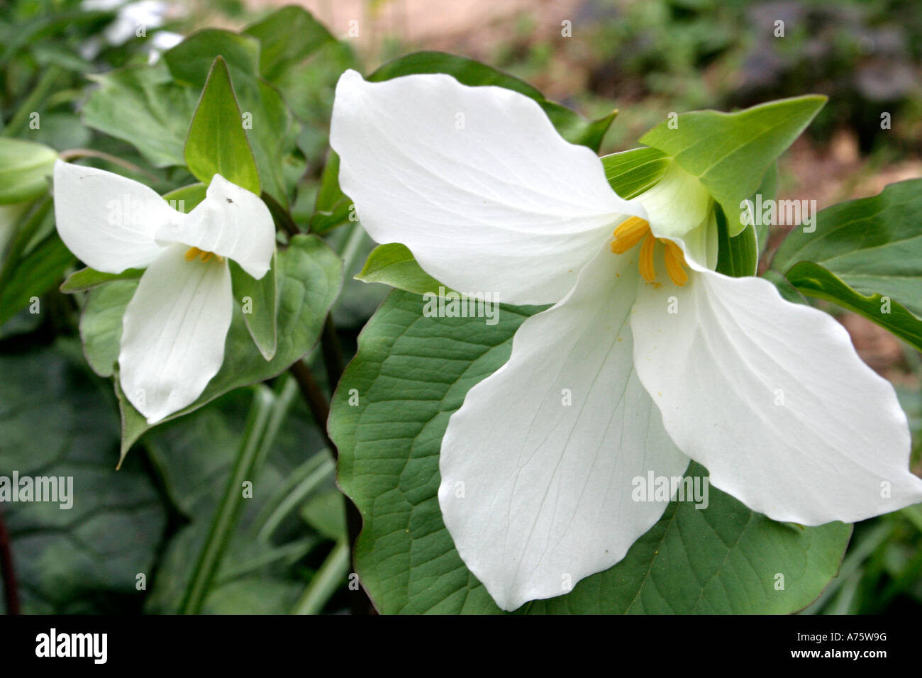Trillium grandiflorum April 12 Stock Photo