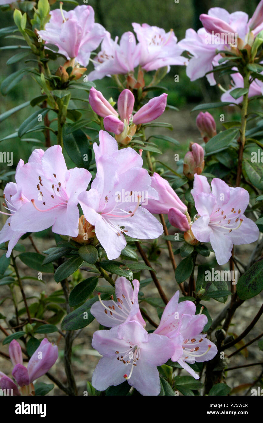 Pink evergreen april woodland shrub hi-res stock photography and images ...