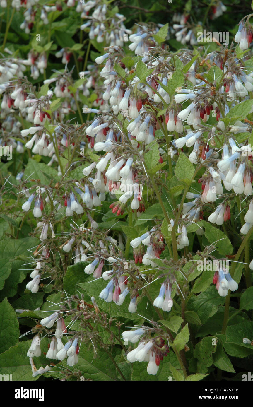 Symphytum Hidcote Blue Stock Photo