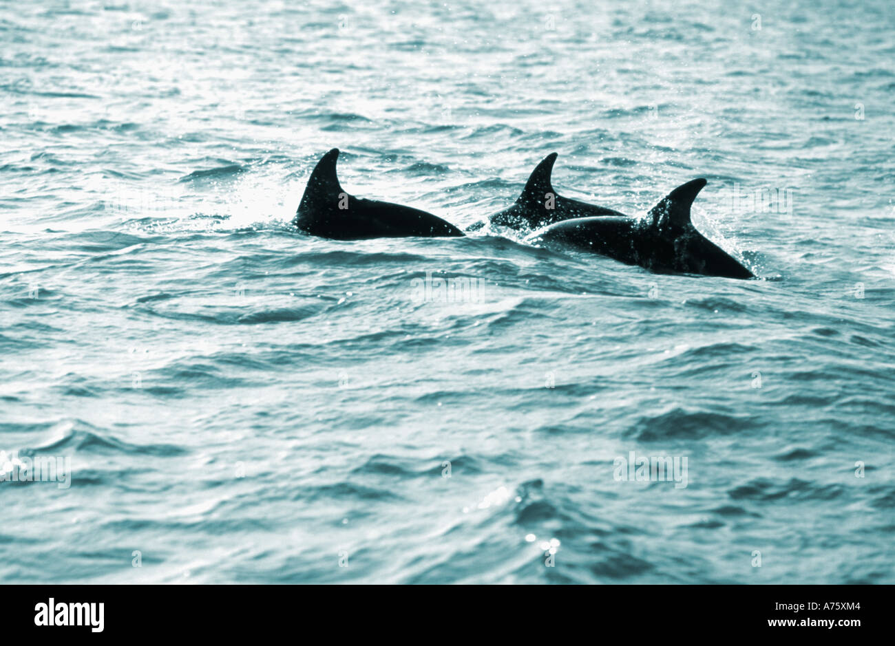Dusky Dolphins Lagenorhynchus obscurus off the Kaikoura Coast New Zealand Stock Photo