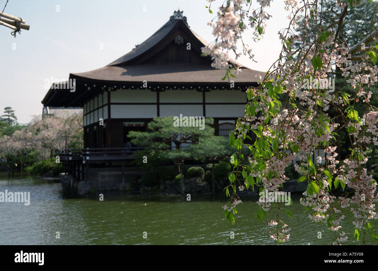 Blooming sakura tree in Heian Shrine Kyoto Japan Stock Photo Alamy
