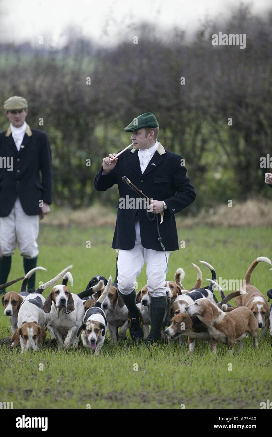 Hare Hunting with Basset Hounds Stock Photo Alamy