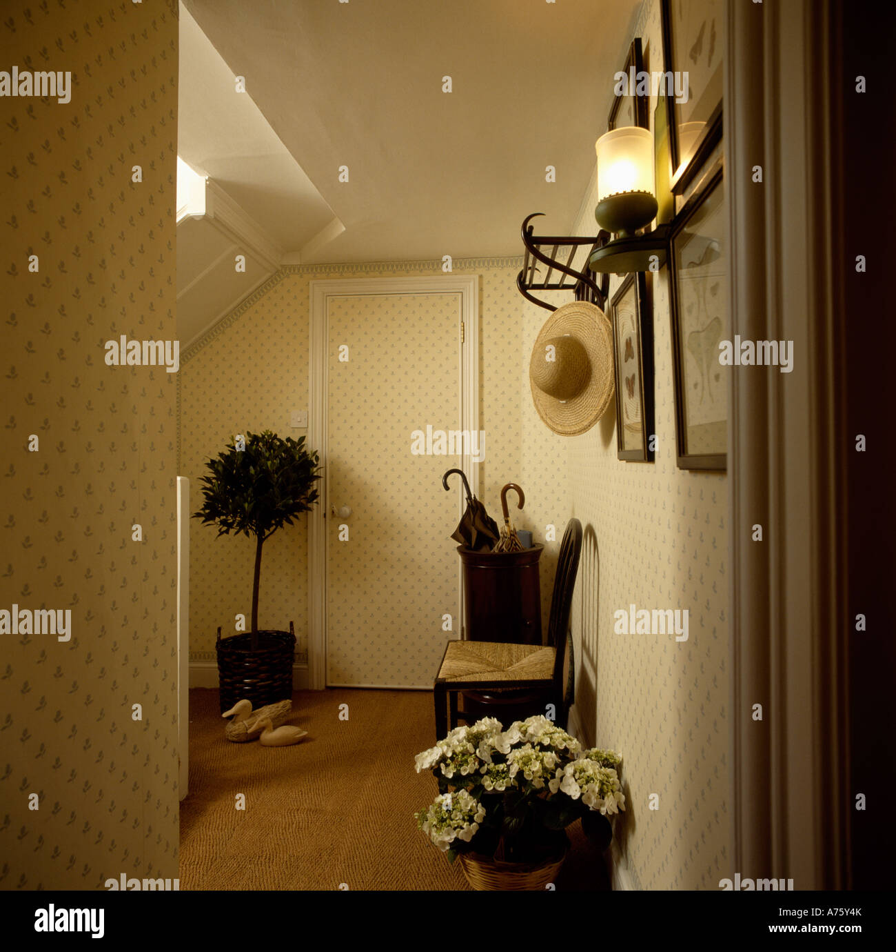 Small neutral hall with topiary tree and sisal carpet Stock Photo - Alamy
