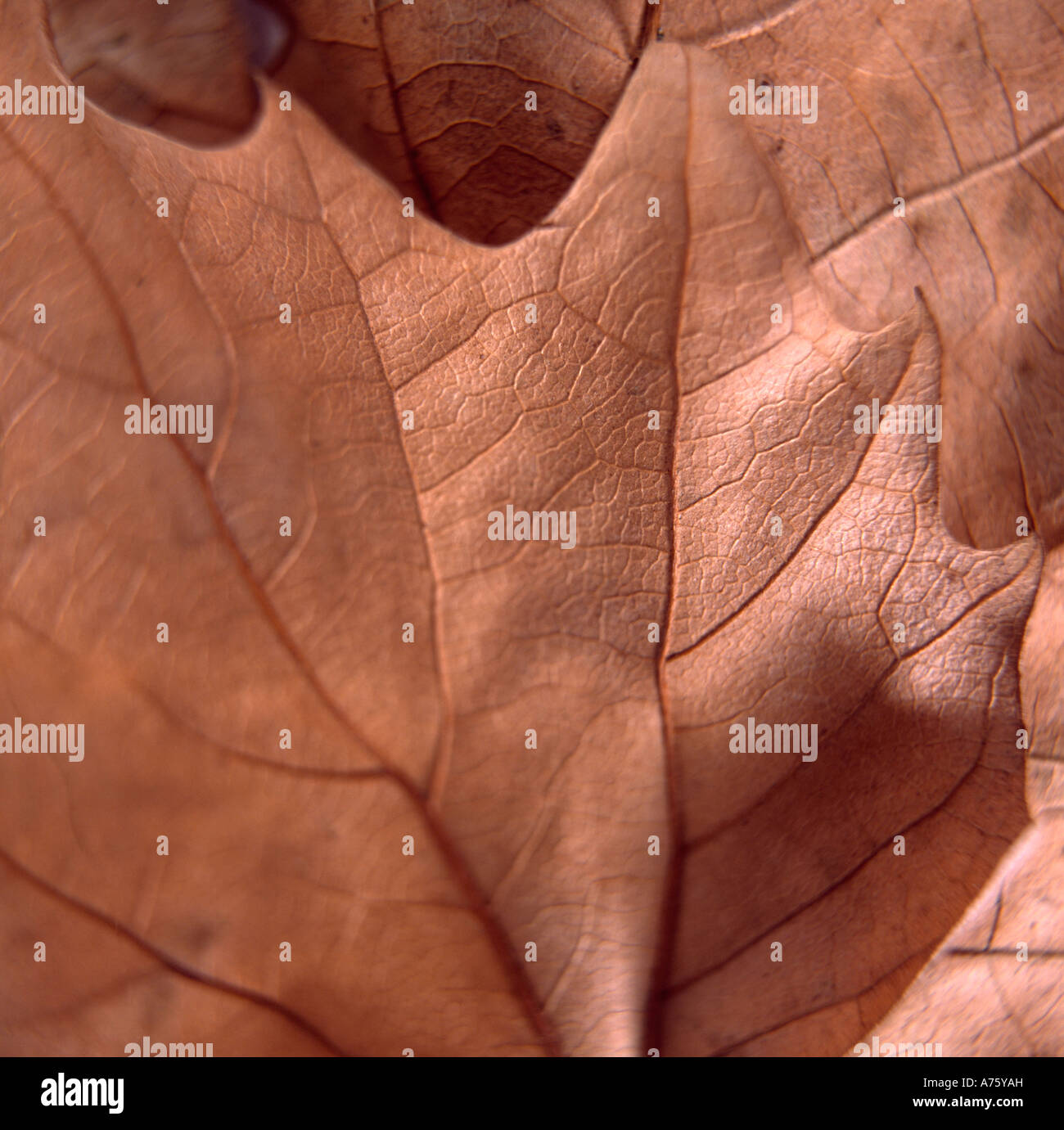 Still-life of brown Autumn leaf Stock Photo