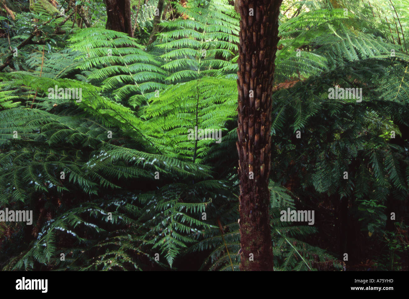 Silver Fern Cyathea dealbata and tree fern trunks New Zealand Stock Photo