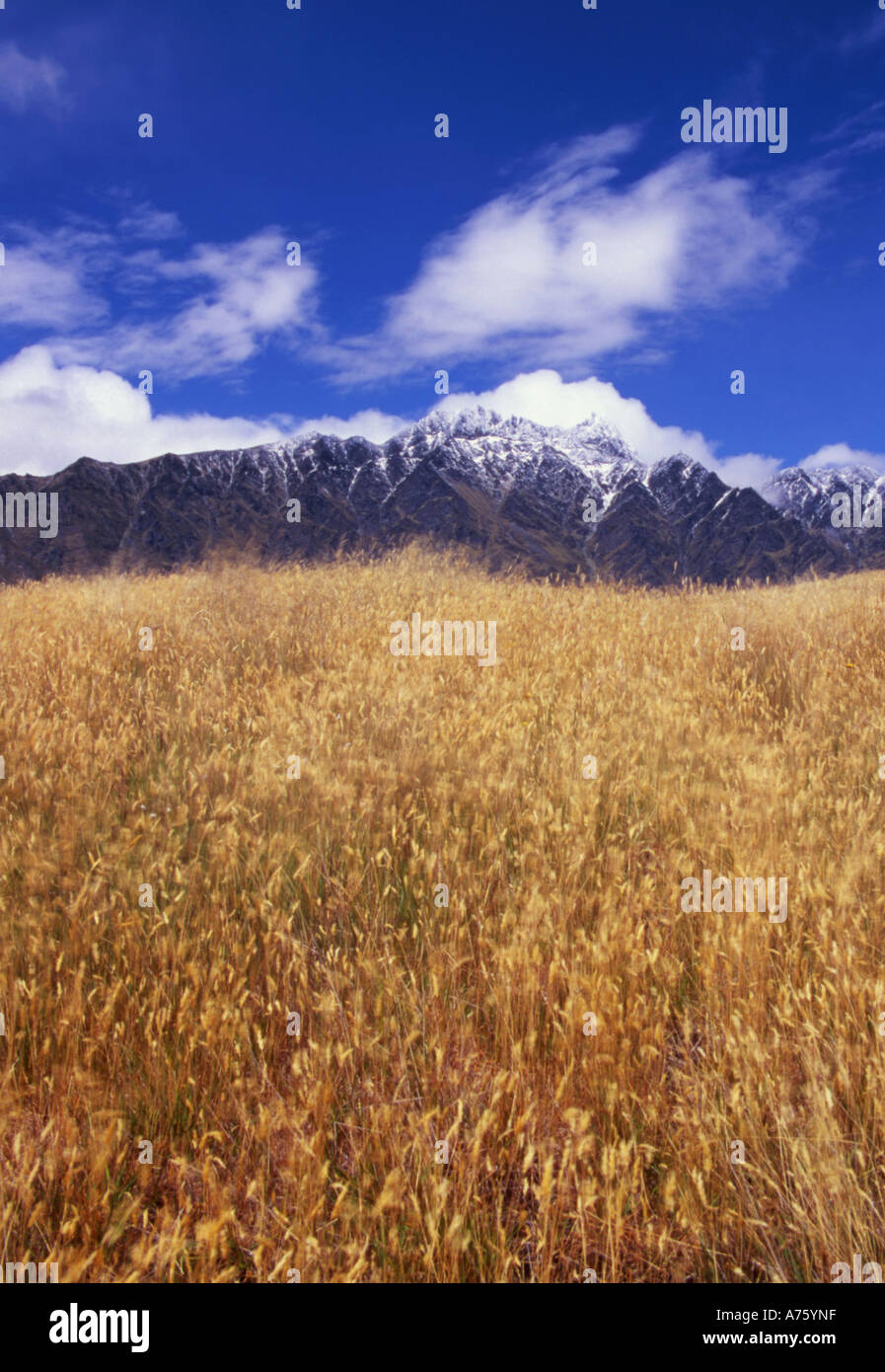 The Remarkables from Deer Heights Park near Queenstown South Island New Zealand Stock Photo