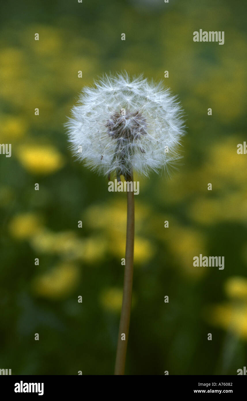 Single DANDELION Taraxacum officinale Seedhead Surrounded By Buttercups Stock Photo
